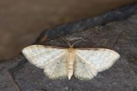 Idaea humiliata