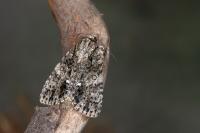 Acronicta rumicis