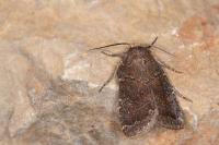 Rusina ferruginea