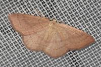 Cyclophora linearia