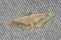 Idaea aversata