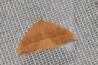 Watsonalla cultraria