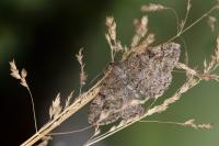 Alcis repandata