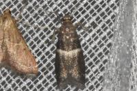 Elegia similella