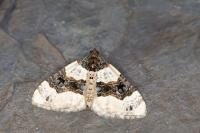 Cosmorhoe ocellata