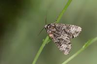 Craniophora ligustri