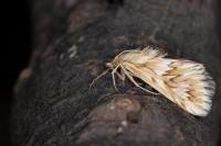 Cynaeda dentalis