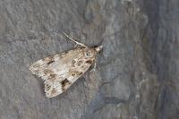 Eudonia delunella