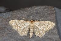 Idaea moniliata