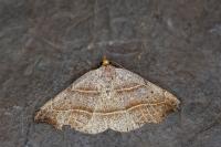 Laspeyria flexula