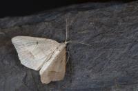 Macaria artesiaria