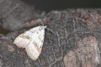 Nola aerugula