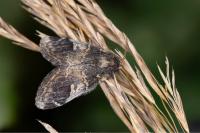Notodonta tritophus