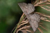 Nychiodes obscuraria