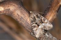 Oligia strigilis/versicolor