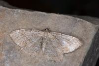 Philereme vetulata