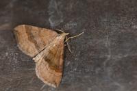 Scotopteryx chenopodiata
