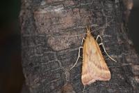 Synaphe punctalis
