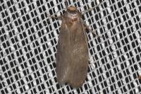 Achroia grisella