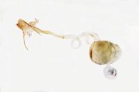 Eudonia delunella