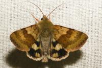 Heliothis viriplaca