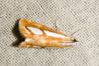 Catoptria gr. permutatellus