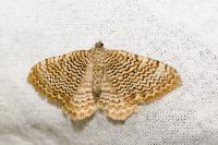 Rheumaptera undulata