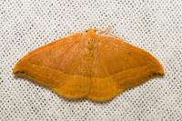 Watsonalla cultraria