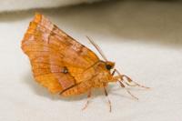 Selenia dentaria