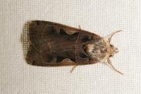 Xestia c-nigrum