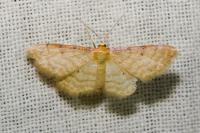 Idaea humiliata
