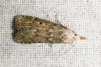 Aphomia sociella
