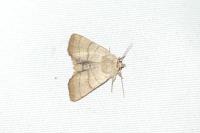 Charanyca trigrammica
