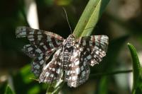 Chiasmia clathrata