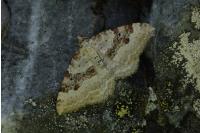 Xanthorhoe montanata