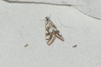 Nymphula nitidulata