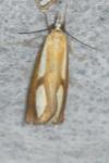 Catoptria conchella conchella