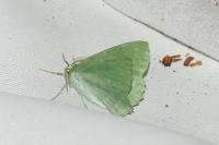 Geometra papilionaria