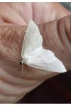 Asthena albulata