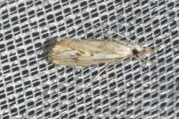 Catoptria falsella