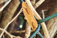 Camptogramma bilineata