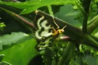 Anania hortulata