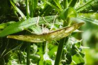 Patania ruralis