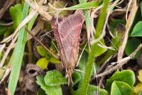Synaphe punctalis
