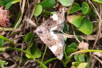 Tyta luctuosa