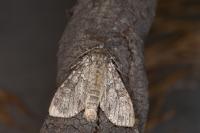 Polia nebulosa
