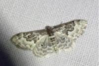 Idaea rusticata