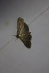 Cydalima perspectalis