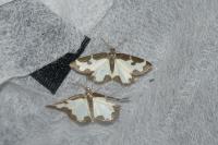 Lomaspilis marginata
