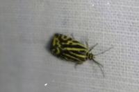 Emmelia trabealis